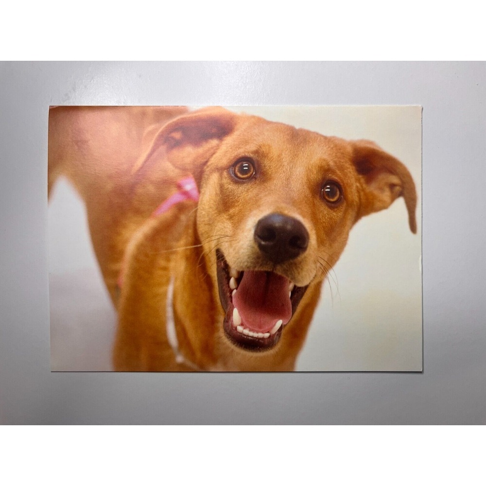 Bideawee Dog with Mouth Open Picture Happy Birthday Wishes Greeting Card